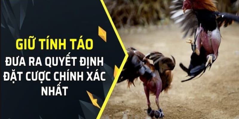 Tổng hợp các bí quyết nâng cao cơ hội thắng game chọi gà WIN55