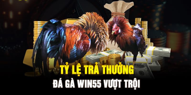 Đá gà WIN55 có tỉ lệ thưởng hấp dẫn